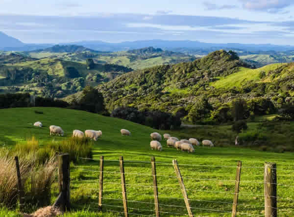 紐西蘭集運寄台灣線路4